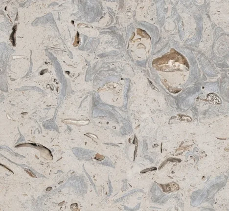 Close-up sample of Perryfield roach stone with grey shell fragments and fossil markings.