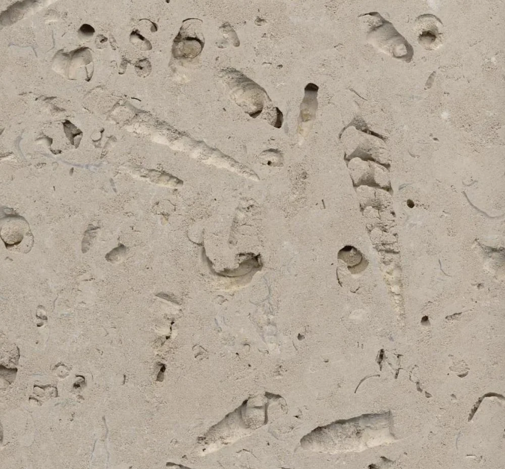 Close-up sample of Portland roach stone with larger fossil voids and shell impressions.